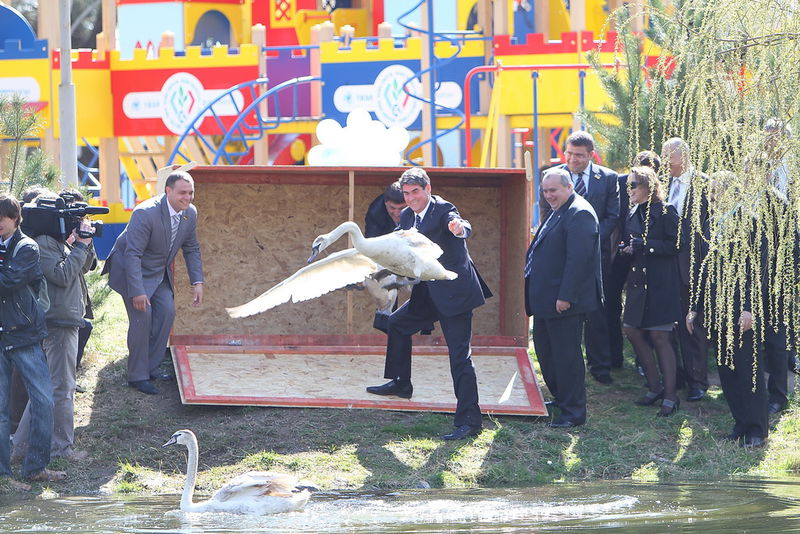 З легкої руки Бориса Петрова у центральному парку Енергодара оселилися лебеді