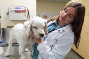 Працівники ветеринарної медицини області відзначають професійне свято