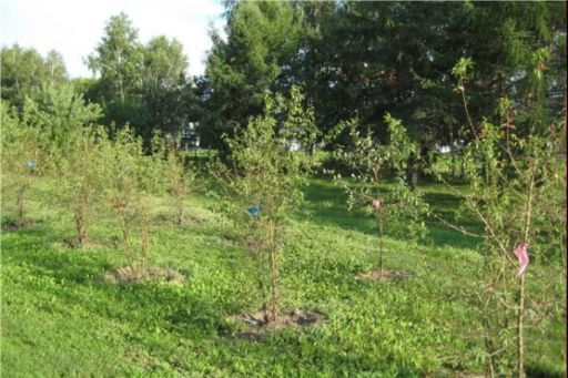 З ініціативи обласної влади область озеленять на 1,6 мільйони гривень