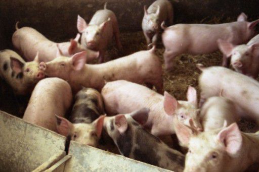 Із зони відчуження в Приморському районі залишилось вивезти понад 500 голів некондиційних свиней