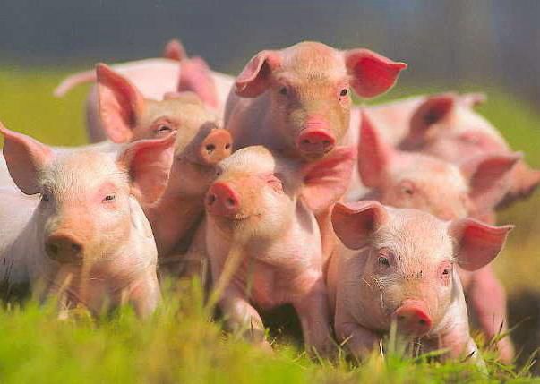 У Запорізькій області посилюють заходи безпеки через африканську чуму свиней
