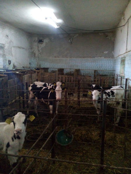 Кошти програми підтримки молочного скотарства використовуються ефективно