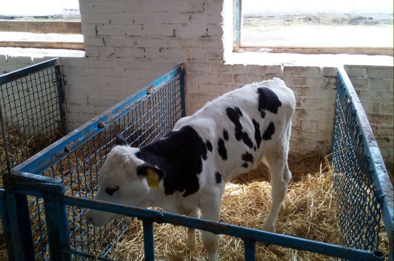 Обласна програма підтримки молочного скотарства ефективно допомагає запорізьким тваринникам 
