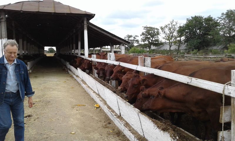 Програма підтримки молочного скотарства стимулює тваринників до нарощування виробництва   